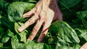 Detailed view of a hand touching lush spinach leaves in natural light.