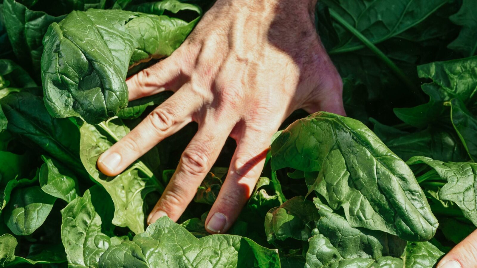 Detailed view of a hand touching lush spinach leaves in natural light.